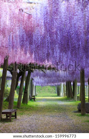 The great wisteria flower - stock photo