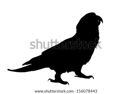 Vector graphic outline of a paradise gold capped conure. - stock vector