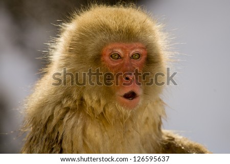 Macaque facial expressions Pencil penetration 2
