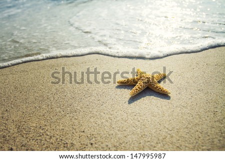 Starfish on the beach - stock photo