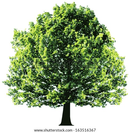 Trees Roots Stock Vector 21288988 - Shutterstock