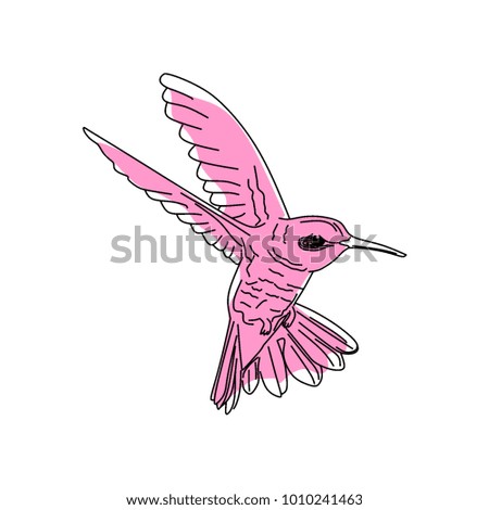 Hand drawn illustration vector Humming bird, Colibri line art with water color. Isolated in white background.