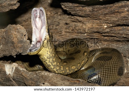Anacondas Mouth 101