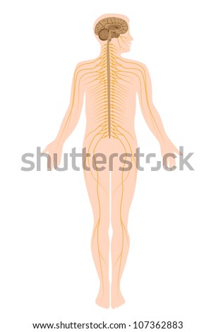 Alila Medical Media's "nervous system" set on Shutterstock