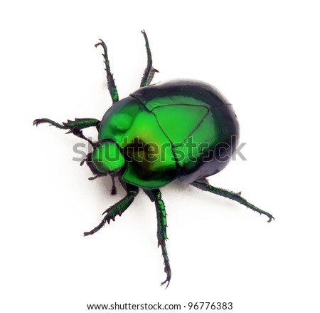 Green Bedbug on white background.Green beetle on white background ...