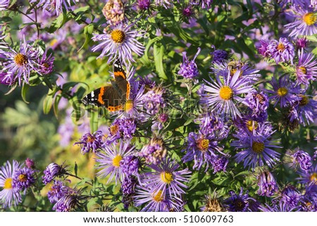 Perennes de floración temprana: 10 favoritos