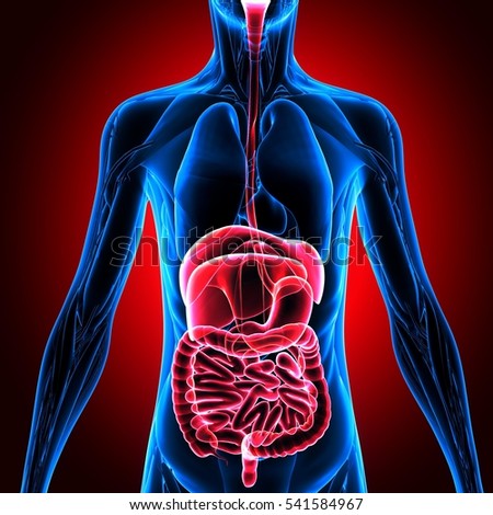 Human Heart Circulation Skeleton Cardiovascular System Stock 