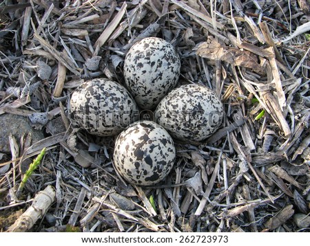 Killdeer Birds Lay Their Eggs Gravel Stock Photo 53389345 - Shutterstock