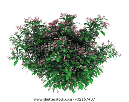 Shrub Flower Stock Vector 76288420 - Shutterstock