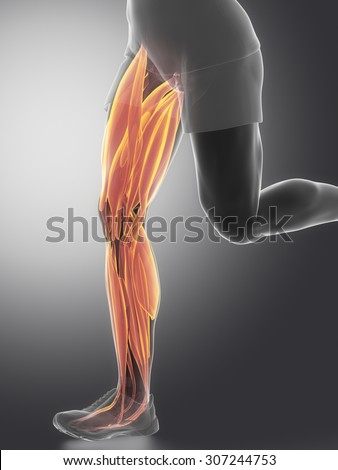 Body Without Skin Anterior View Stock Illustration 77426464 - Shutterstock