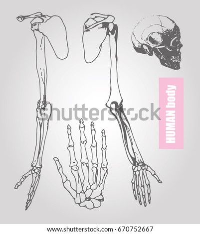 Set Bone Fracture Icon Pelvic Hip Stock Vector 252593374 - Shutterstock
