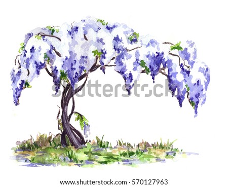 Purple Wisteria Bloom Stock Vector 23505640 - Shutterstock