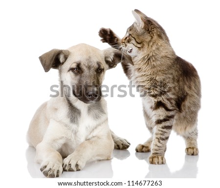 the cat beats a dog. isolated on white background - stock photo