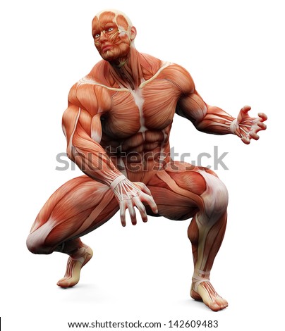 3d Rendered Scientific Illustration Males Muscles Stock Illustration