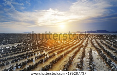  - stock-photo-beautiful-beach-and-sea-sunset-in-hongkong-pak-nai-at-oyster-farm-as-row-196287737