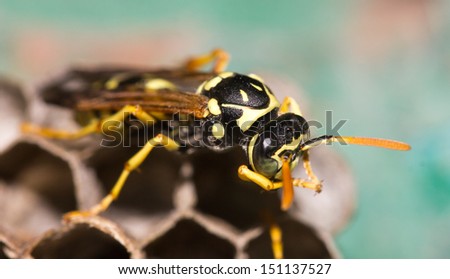  - stock-photo-wasps-in-the-nest-151137527