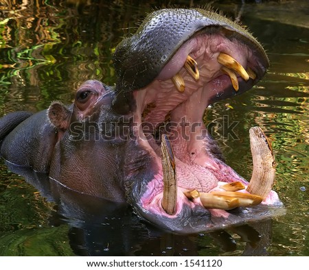 Hippo Open Mouth 57