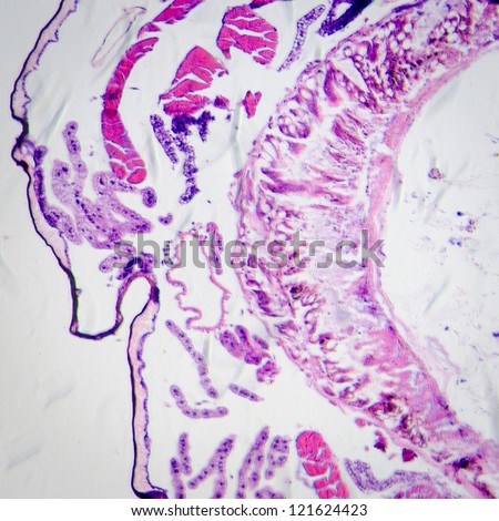  - stock-photo-science-micrograph-of-insects-body-cross-section-moth-caterpillar-prodenia-litura-with-he-dye-121624423