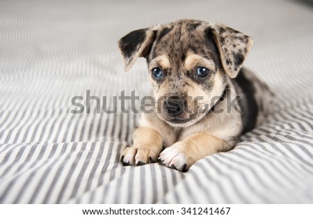 Cute Curious Shepherd Retriever Mix Dog Stock Photo ...