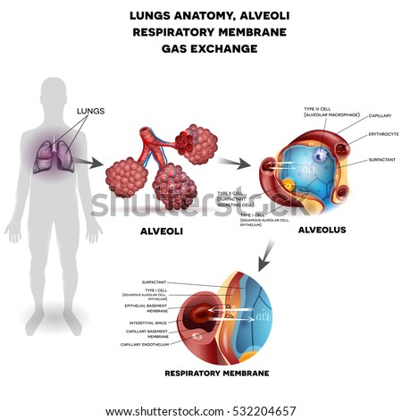 Cardiology Vascular Health Care Symbols Stock Illustration 111605933