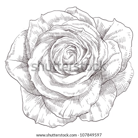 Rose Stock Illustration 107849597 - Shutterstock