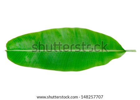 Fresh Banana Leaf - stock photo