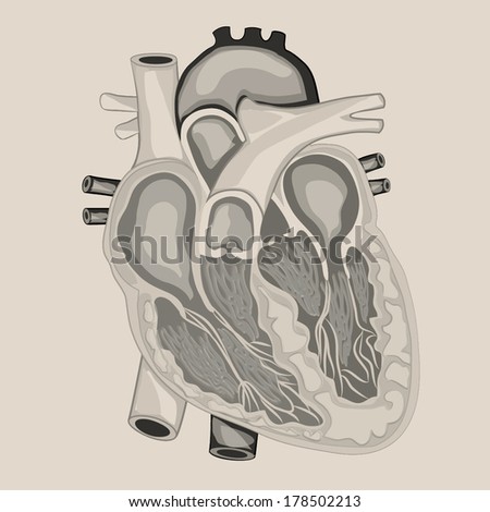 Heart Anatomy Cross Section Diagram Stock Vector 157286378 ...