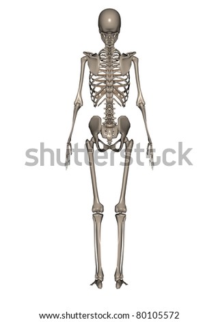 Female Skeleton Front Back This 3d Stock Illustration 93400090