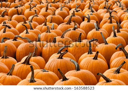 pumpkin patch saying