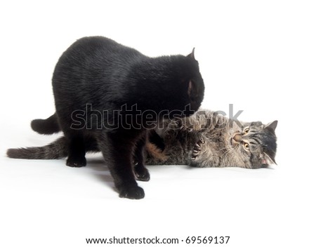 Two cats playing and fighting on white background - stock photo