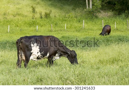 Dun australian stock horse pictures Dun australian stock horse pictures