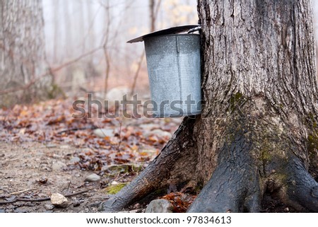 pancake for maple  syrup photo to make using maple trees syrup stock  honey how Tapping to make  sap