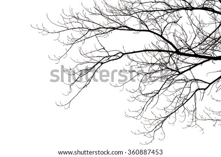 Leafless Tree Silhouette Isolated On White Stock Photo 128422055