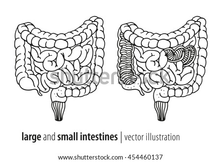 Large Small Intestines Vector Watercolor Illustration Stock Vector