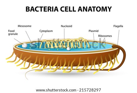 Bacteria Cell Anatomy Diagram Stock Illustration 166921538 - Shutterstock