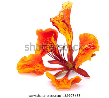 Flamboyant Flower Stock Photos, Images, & Pictures | Shutterstock
