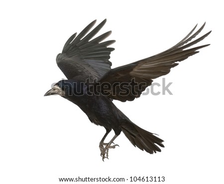 Flying Crow Art Flying...