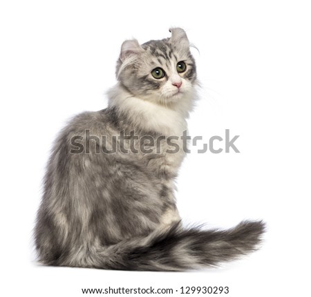 Rear view of an American Curl kitten, 3 months old, sitting and Rear view of an American Curl kitten, 3 months old, sitting and
