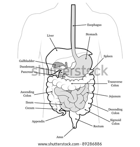 Human Abdomen Organs Stock Vector 84331741 - Shutterstock