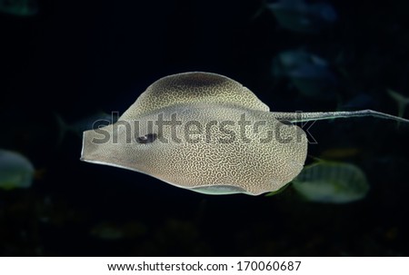  - stock-photo-leopard-ray-swimming-in-the-deep-170060687