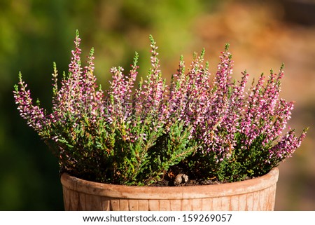  - stock-photo-heather-in-pot-159269057