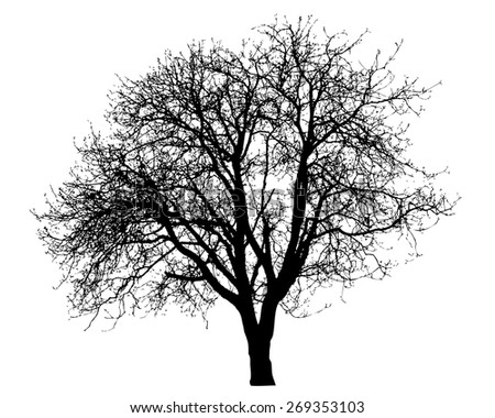 Bare Tree Stock Vector 51509716 - Shutterstock