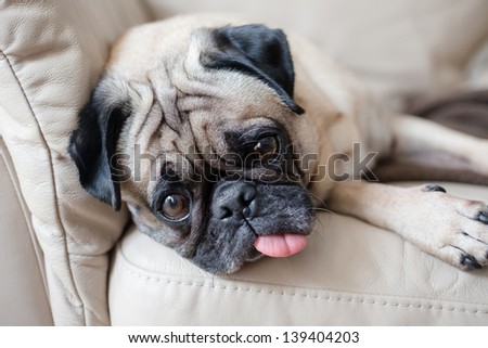 pug with tongue hanging out pug with tongue hanging out stock photo pug with tongue hanging out pug with tongue hanging out stock photo