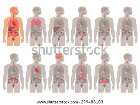 Man Body Anatomy Front Back Side Stock Vector 168400610 - Shutterstock