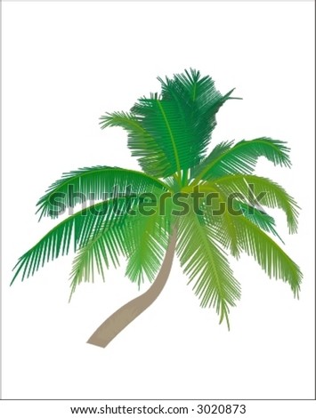 Tropical Palms Stock Vector 31179244 - Shutterstock