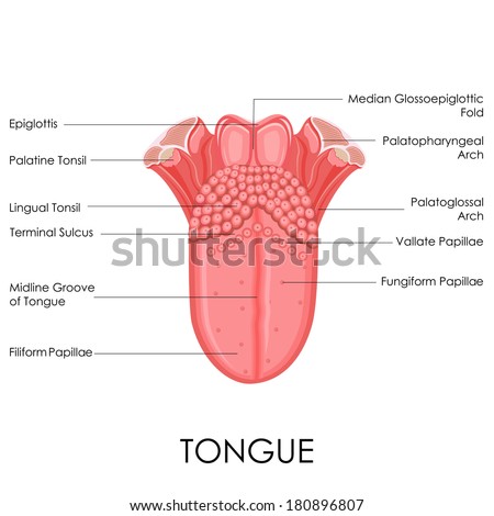 Illustrated Teeth Diagram Labels Stock Illustration 49214455 - Shutterstock