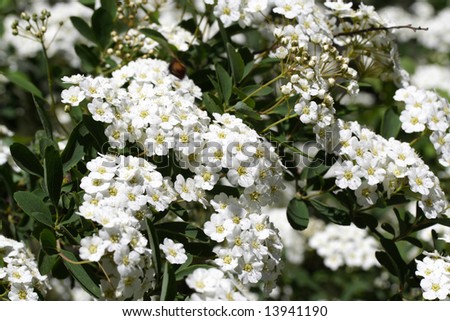 Arbustos florecientes de primavera | Ganadores probados