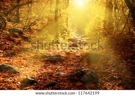 beautiful autumn forest filled
