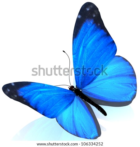 Free Stock Photography on Tattoos  3d Butterfly  Isolated On White Background    Tattoovectors