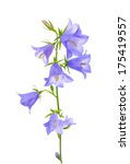 bluebell flower  isolated on a...